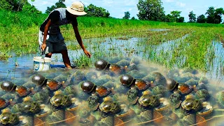 Best fishing videos ! catch  king crab & king snails at the rice field after rain season