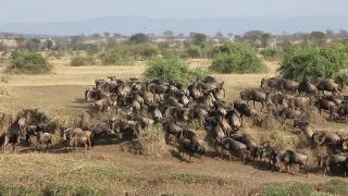 WILDEBEEST MIGRATION UPDATE | Great Migration Serengeti | Tanzania | Mara Kenya