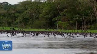 La interesante vida de los habitantes del Amazonas (DOCUMENTAL COMPLETO)