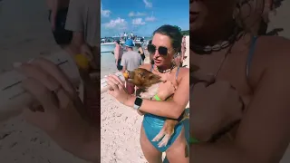 Feeding Baby Pigs In The Bahamas 🐖 | zero collection #shorts