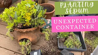 Unexpected planting containers 🌵 planting up sedum in a fun pot