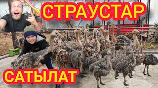 3 Айлык ТӨӨ-КУШТАР САТЫЛАТ / Канча эт берет? Көрүңүз