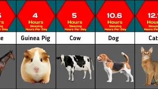 Animals Sleeping Hours Comparison | How Many Hours Animals Sleep