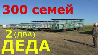 Медосбор качка / Отбор рамок для качки / Пчеловодство.