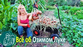 🧅 Growing Winter Onions: Planting, Harvesting, Storage - According to the Gordeev's Technology