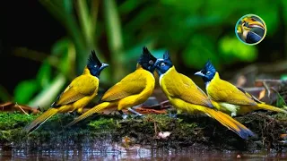 The Enchanting Beauty of South Asian Birds