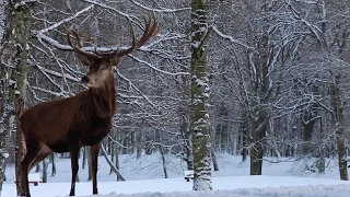 Зима для оленів: в морози небезпечно навіть їсти/ Hochwildpark Rheinland, Damwild, Rotwild