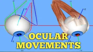 OCULAR MOVEMENTS|| ductions||versions||cardinal positions of gaze| synergistic muscles|agonist