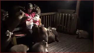 Monday Night - Part Two  - Mobbed By Raccoons Again