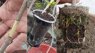 How to Jamrul tree(water apple) air layering