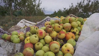 Agroforestry and poplars in Central Asia - English Part 1