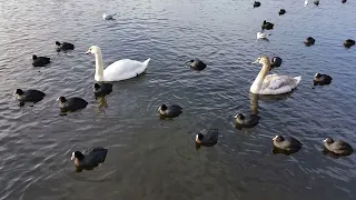 Coots (Fulica atra) & swans 🌊