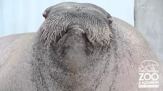 E.T. the Walrus practices his vocalizations at Point Defiance Zoo & Aquarium