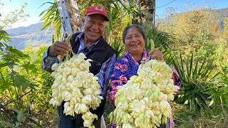 Salimos a buscar flor de izote para preparar el desayuno ¡La flor crece en lo más alto de la palma!