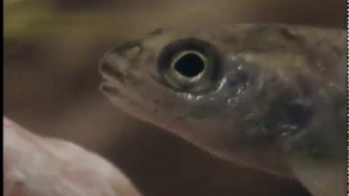 Atlantic salmon   A life on the edge - Now available HD https://www.youtube.com/watch?v=mb-776at0-w