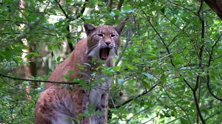 Frag eine Biologin: Das stärkste Tier im deutschen Wald?