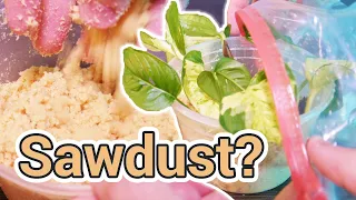 Can You PROPAGATE Plants With SAWDUST?