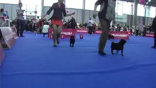 Brno 26102014 EurdogShow junior female