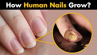 Human Nails - How Do Our Nails Grow? (Urdu/Hindi)