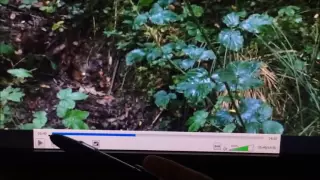 British Bigfoot Research - The first UK footage??