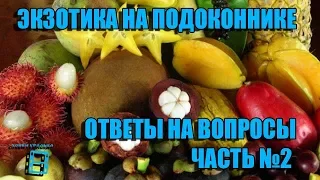 ЭКЗОТИКА НА ПОДОКОННИКЕ. №2 ОТВЕТЫ НА ВОПРОСЫ. ПРЯМЫЕ ТРАНСЛЯЦИИ