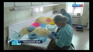 Масло, сладости и даже подушки: безотходное производство кедрового ореха в Приморье