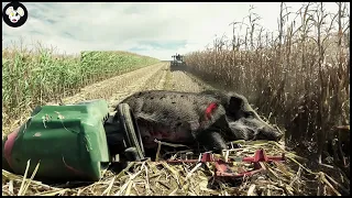 Incredible ! How Farmers Use Traps To Deal With Millions Of Wild Boars And Goose | Invasive Species