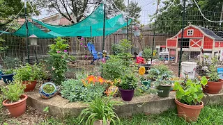 Plants for the Chicken Run That Just Don't Quit!