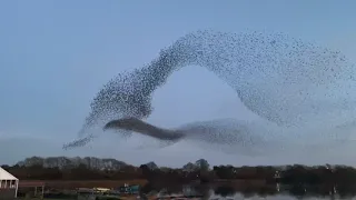 starling murmuration dec 2020