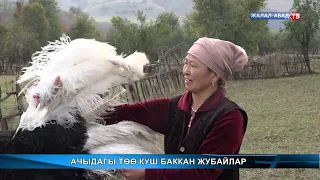 Элет турмушу: Ачыдагы төө куш баккан жубайлар