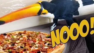 Toucan DESPERATELY wants Pizza! (HILARIOUS!)