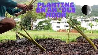 Planting On An ʻOle Moon: Lihilihi Molina Hawaiian Taro Variety