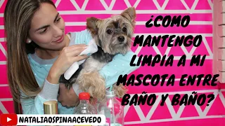 ¿Como mantengo limpio a mi perro sin necesidad de bañarlo?- Tips by Natalia ospina