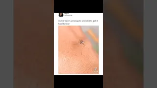 funny mosquito can't penetrate