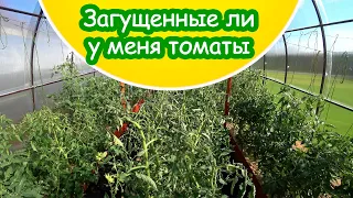 Загущенные ли томаты в теплице 3,6*6 м