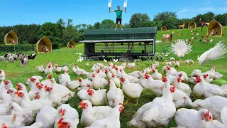 Genius Techniques to Keep Mosquitoes away from your Free-range Farm! Everything you need to know!