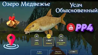 Озеро Медвежье • Усач обыкновенный • РР4 • Русская рыбалка 4 • 2023 год