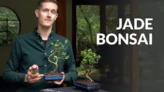 Jade Bonsai tree care
