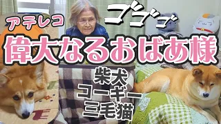 【犬猫アテレコ】ばあちゃんに微妙に名前を間違えられる柴犬と猫