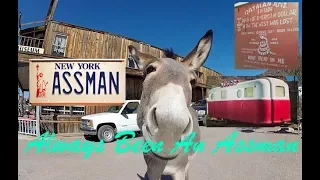 Oatman AZ. Wild Burros and Free Camping Find!