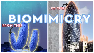 Biomimicry in Architecture with Examples and Concepts.