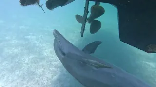 Dolphins chasing tuna under our boat!!!!