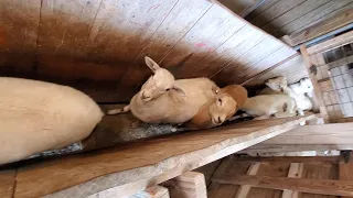 Lambs Weighed and Sorted