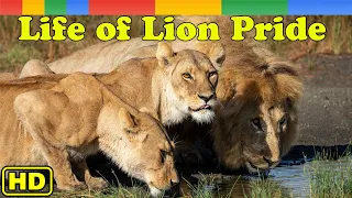 Lion Documentary - Okavango Delta Life of Lion Pride in Kalahari Desert- Nat Geo Wild Documentary HD