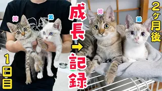 【出会いから別れまでの52日間】段ボールに捨てられていた子猫2匹の成長記録