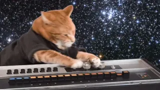 Keyboard Cat Grooves On Twice!