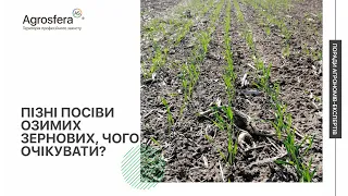 Пізні посіви озимих зернових, чого очікувати? | АГРОСФЕРА