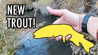 Catching a New Rare Trout Subspecies! (Tenkara Fly Fishing)