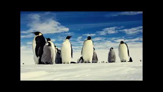 ,,Песенка о пингвинах,,Arkan Martynov