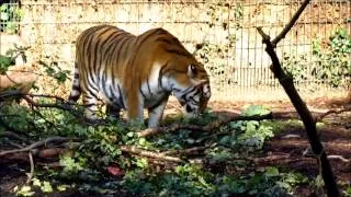 Copenhagen Zoo - Tiger Fights